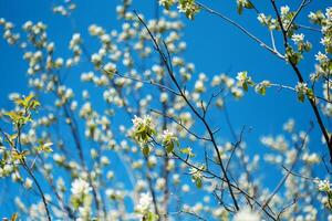 delicado árbol flores floreciente en contra cielo. foto