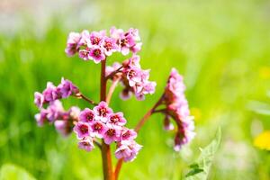 rosado flores de florecer bergenia en el luz de sol. foto
