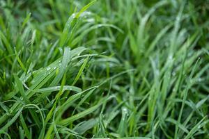 Wet grass with raindrops after rain. photo