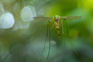 Green mosquito perched on a branch against a vibrant green backdrop photo