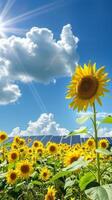 Sunflowers in the foreground with solar panels and a beautiful blue sky background photo
