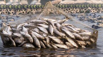 Scoop net with the many fresh fish photo