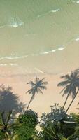 Tropical beach with palm tree shadows on the sand and crystal clear waves video
