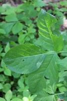 plant theme background photo