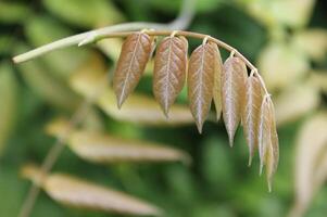 nature theme with a spring plant photo