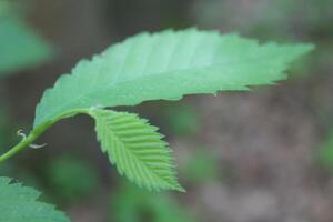 nature background photo