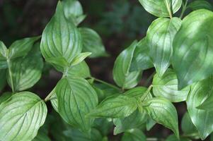 spring plant background photo