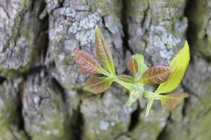 plant theme background photo
