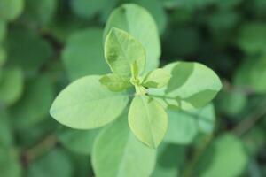 spring plant background photo