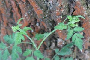 plant theme background photo