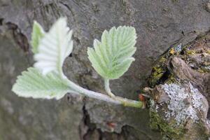 spring plant photo