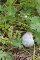 snail background theme photo