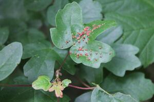 spring plant photo