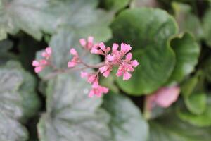 spring flower theme photo