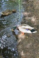 photo of a wild duck