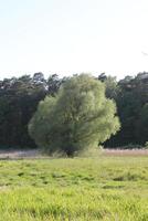 spring nature background photo