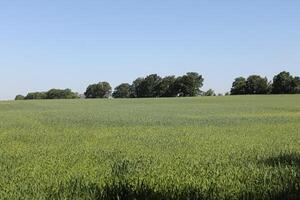 photo of spring field