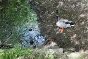 photo of a wild duck
