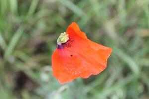 spring flower theme photo