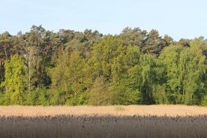 nature background photo