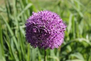 spring flower theme photo