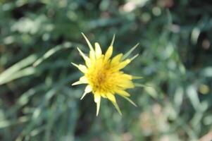 spring flower theme photo
