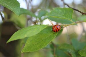 ladybird on a leaf photo
