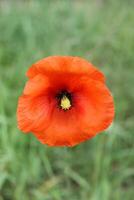 spring flower theme photo