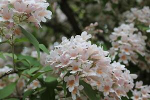 spring flower theme photo