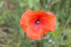 spring flower theme photo
