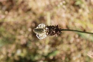 spring flower theme photo