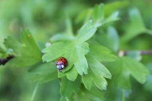 ladybird on a leaf photo