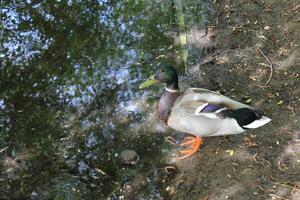 photo of a wild duck