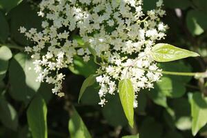 spring flower theme photo