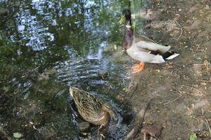 photo of a wild duck
