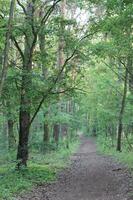 nature background photo