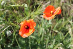 spring flower theme photo