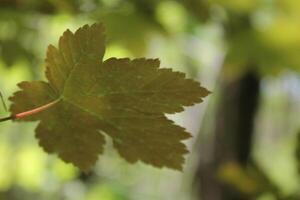 spring plant photo