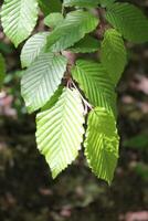 spring plant photo