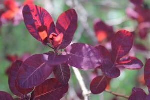 spring plant photo