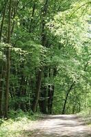 nature background photo
