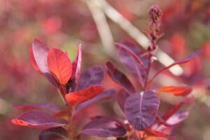 spring plant photo