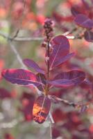 spring plant photo