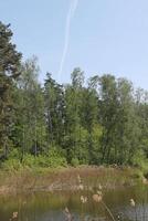 nature background photo