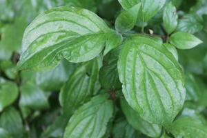 plant theme background photo
