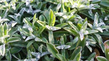 Selective focus. First frost on a frozen field plants, late autumn close-up. Beautiful abstract frozen microcosmos pattern. Freezing weather frost action in nature. Floral backdrop. video