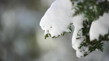 Juniper branches and cones under snow and ice, on overcast snowy day. Juniperus sp. Frosty winter time after snowfall. Juniper berries under snow. Weather and Climate Change. video