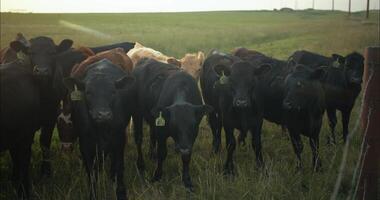 Herd of Cows, Cattle, on Ranch, Farm, Range in Prairie Grass video