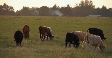 Herd of Cows in Pasture on a Midwest Farm Ranch video