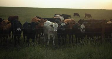 Herd of Cows, Cattle, on Ranch, Farm, Range in Prairie Grass video